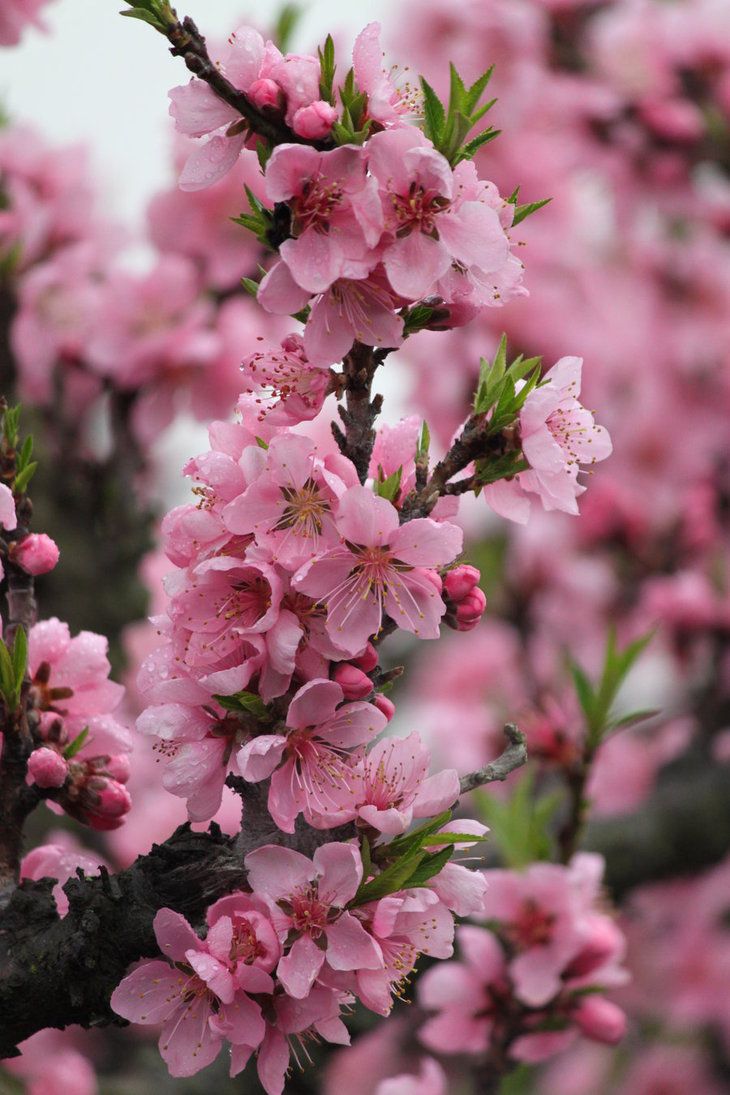 pink flowers are blooming on a tree branch