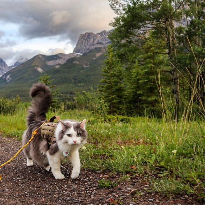 a gray and white cat walking down a dirt road with a backpack on it's back