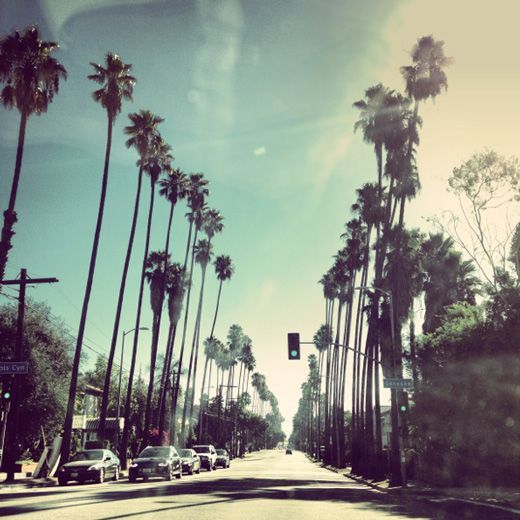 palm trees line the street as cars drive by on a sunny day in los angeles