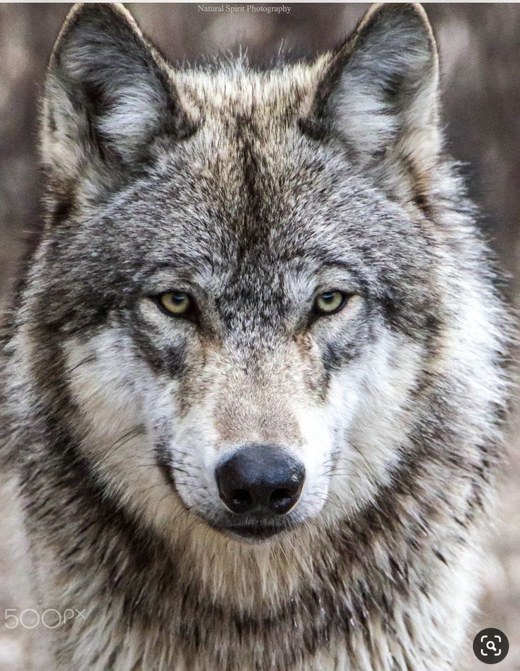 a wolf staring at the camera with his eyes wide open