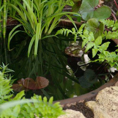 a pond surrounded by green plants and rocks