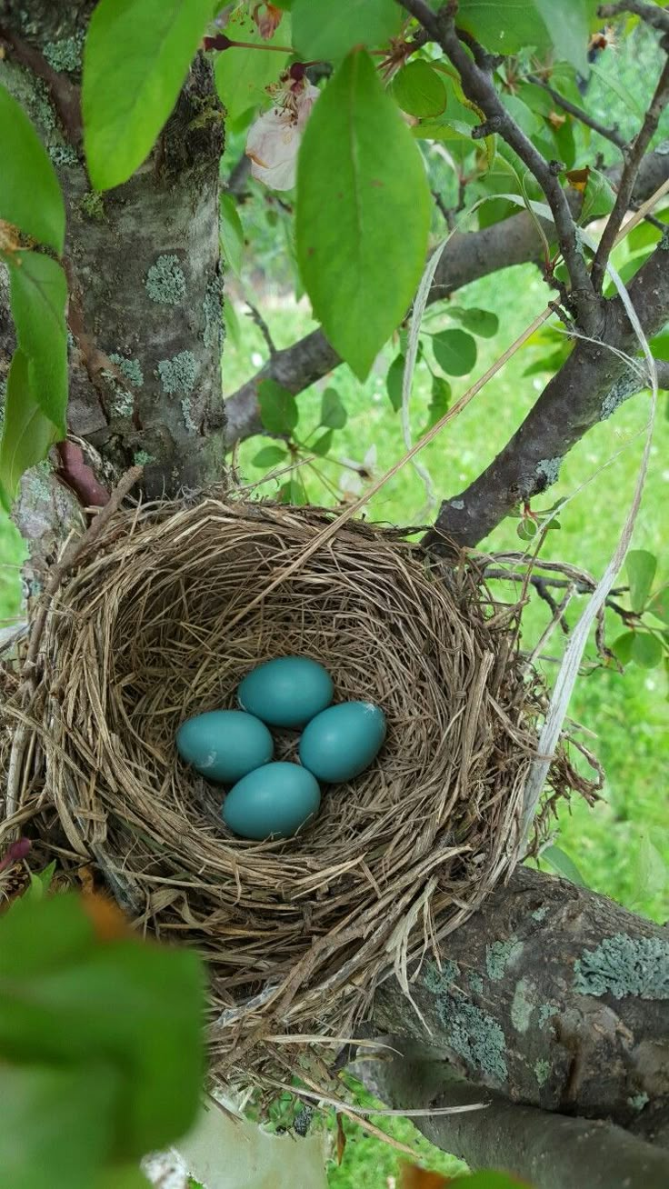 four blue eggs in a nest on a tree branch