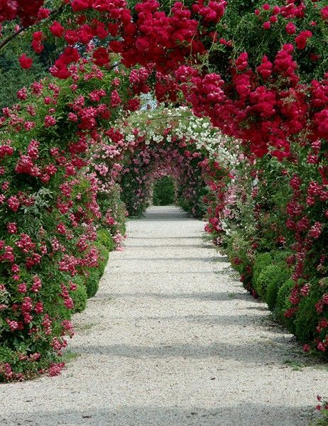 a path lined with red and white flowers