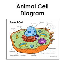 an animal cell diagram is shown in this graphic above it's name and description