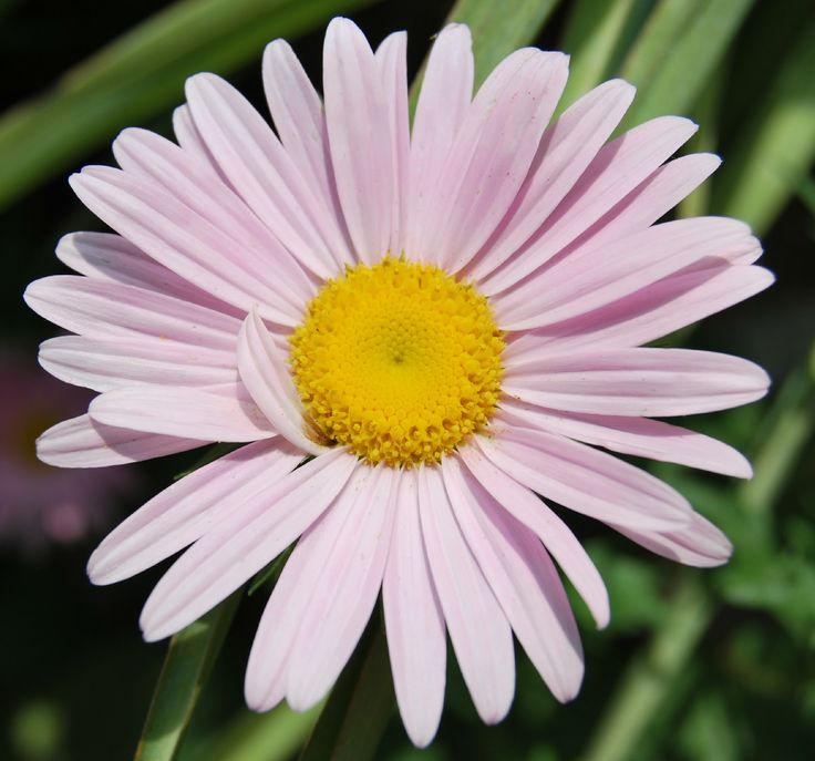 a pink flower with yellow center surrounded by green leaves and grass in the background,