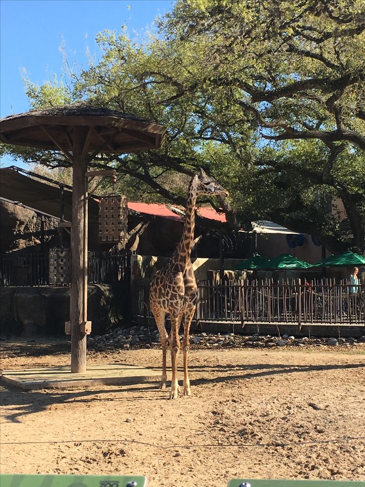 a giraffe is standing in the dirt near a gazebo and some trees