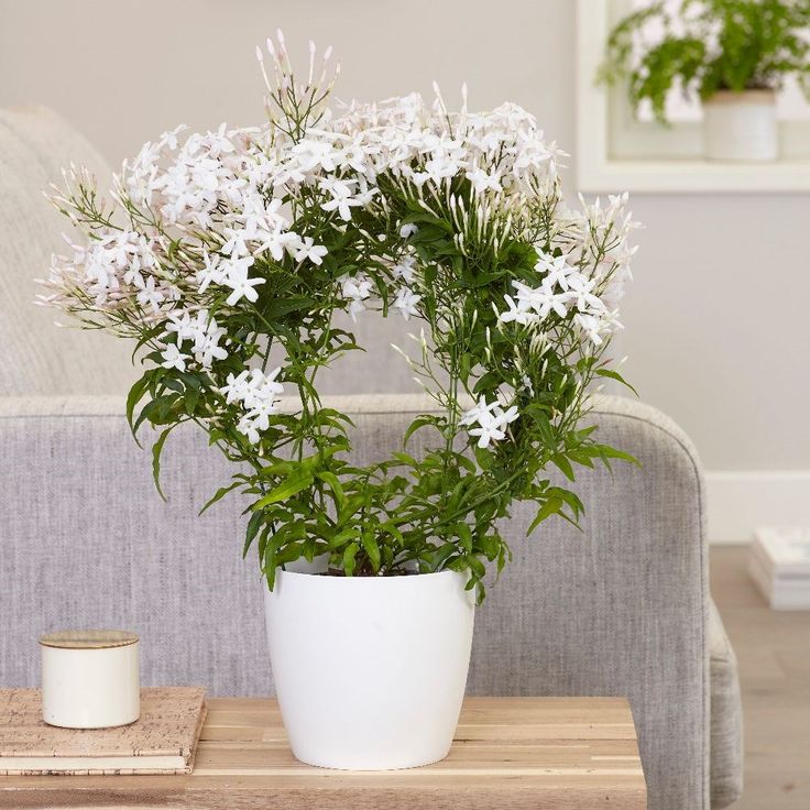 a white potted plant sitting on top of a wooden table