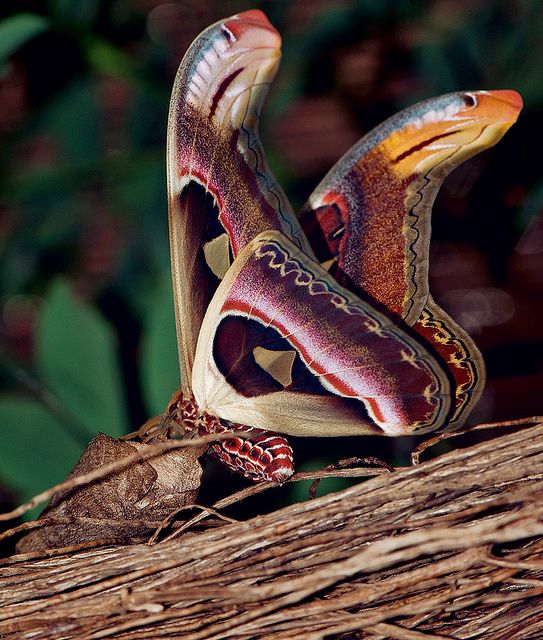 a large colorful snake sitting on top of a tree branch next to another small lizard