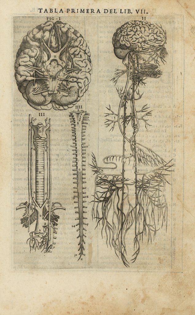 an old book with drawings of trees and plants