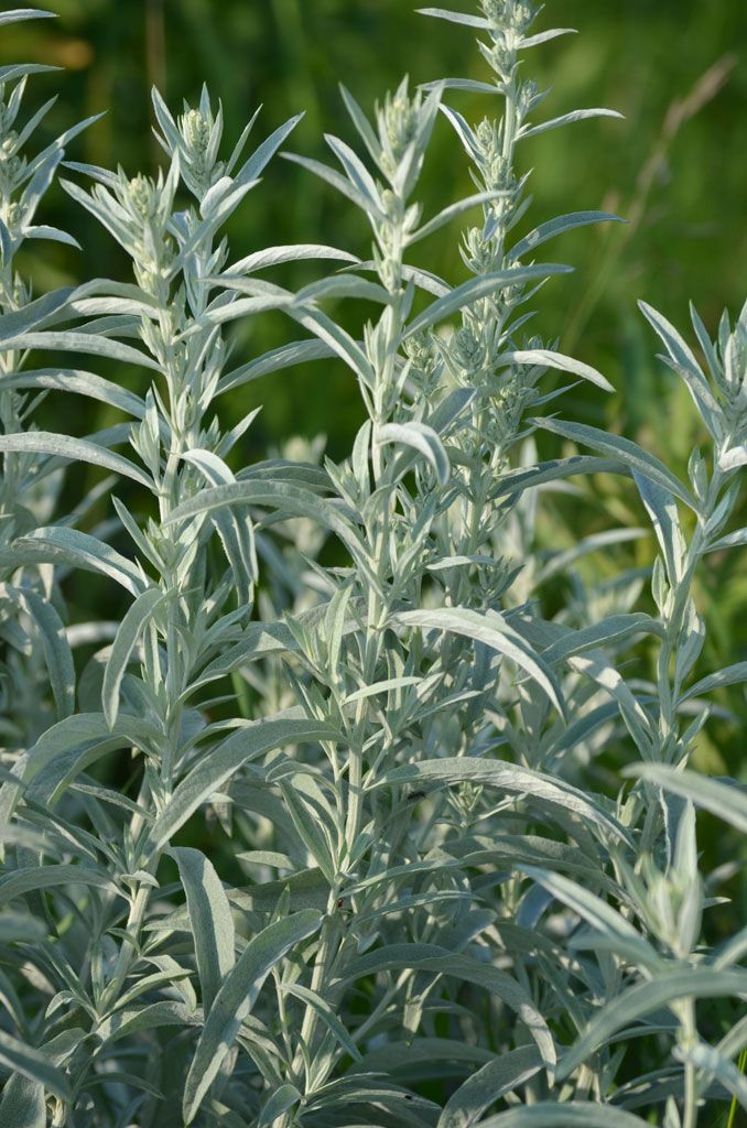 some very pretty green plants in the grass