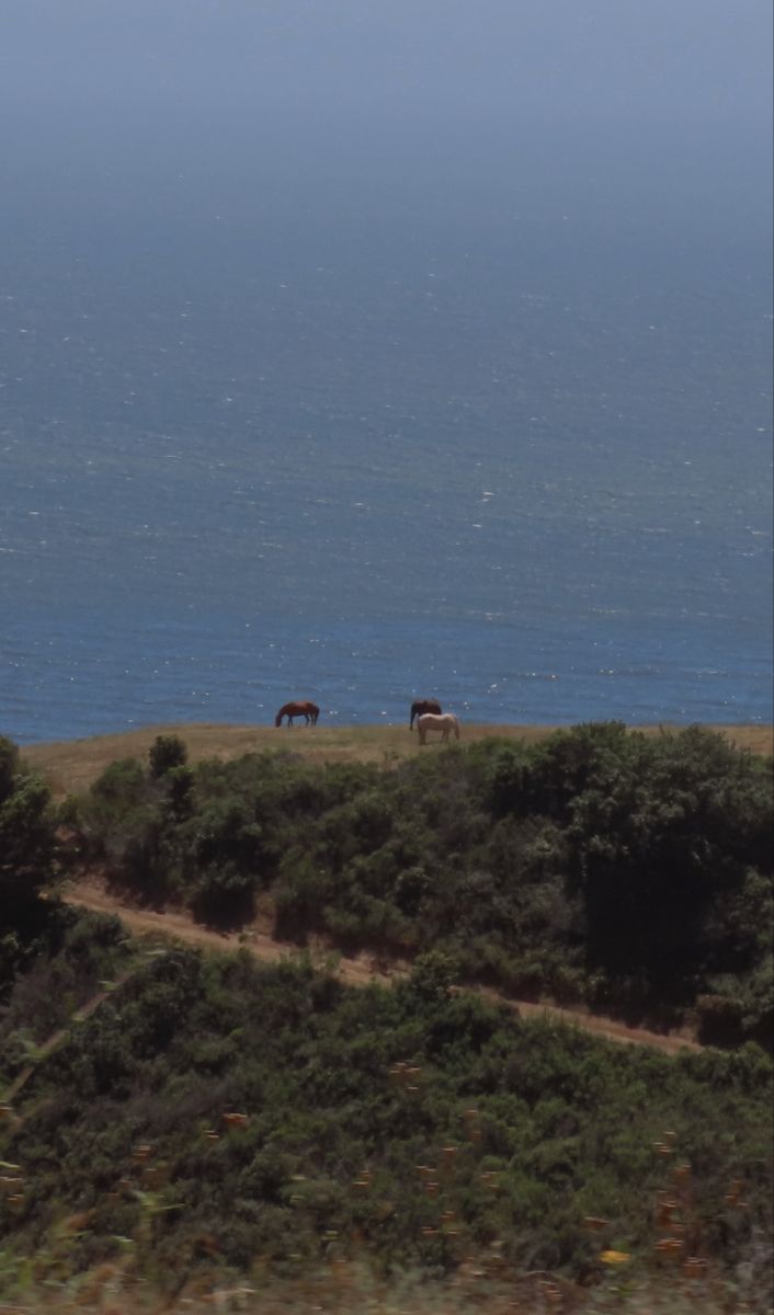 two horses are grazing on the side of a hill by the ocean with blue sky in the background