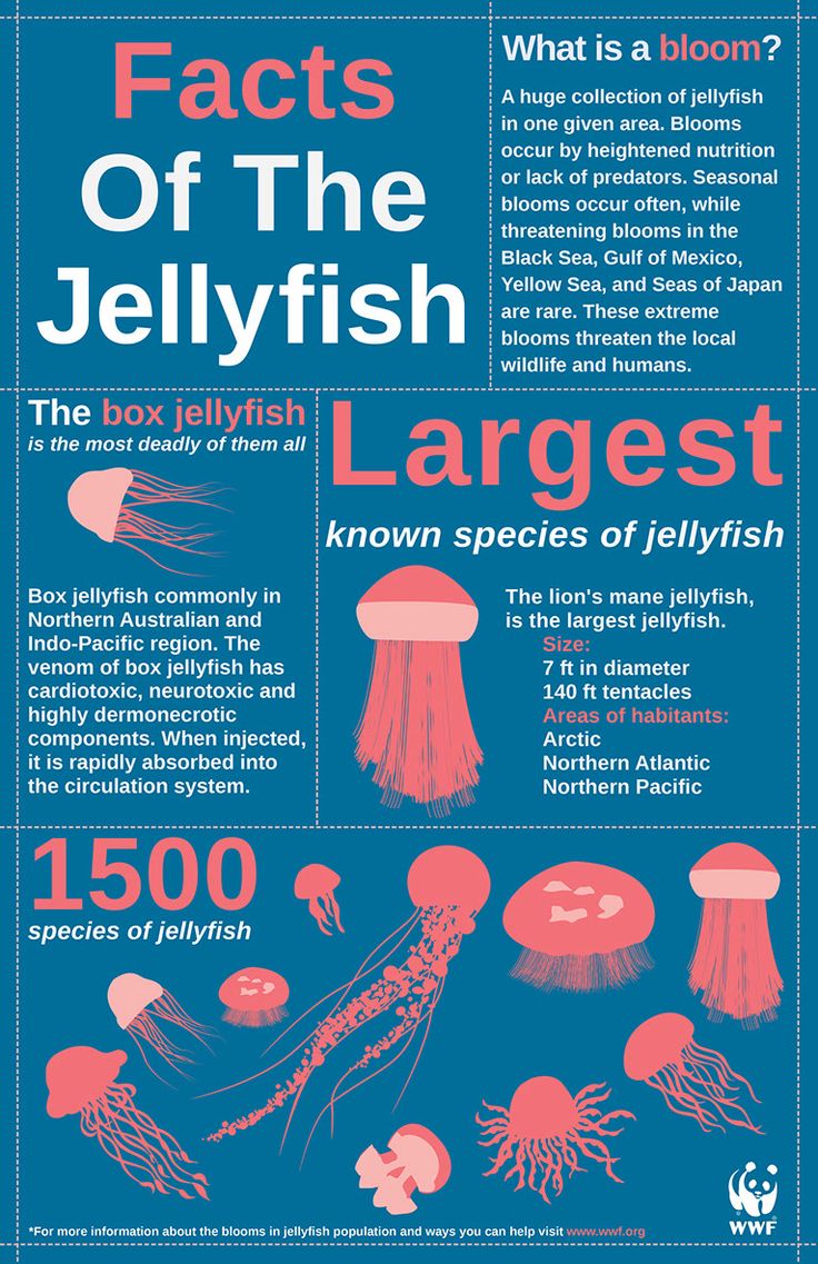 the jellyfish fact is shown in this poster