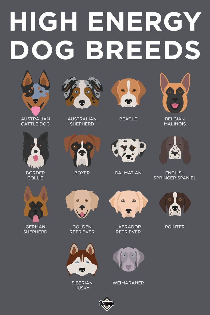 an image of dogs with the words high energy dog breeds on it's side