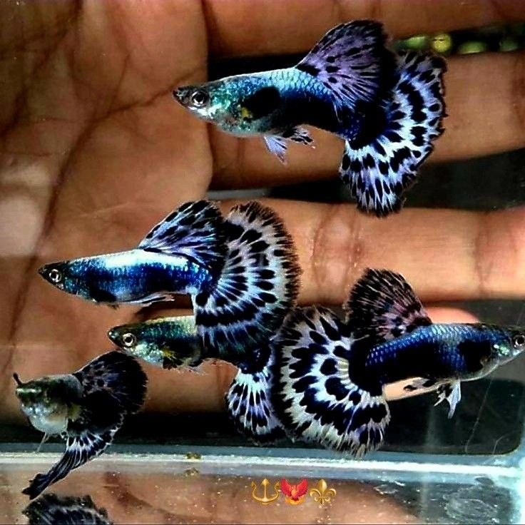 three small blue and white fish floating on top of each other in a person's hand