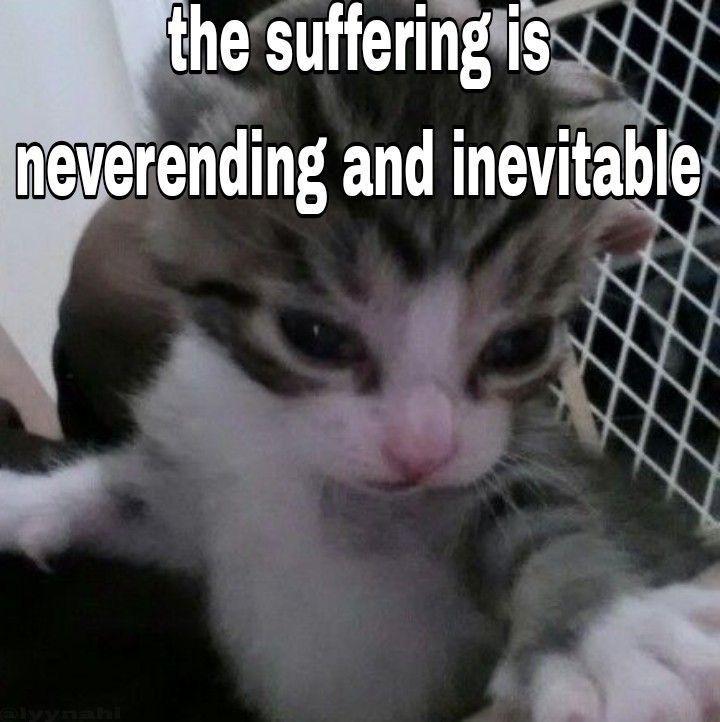 there is a cat that is sitting on top of someone's lap and the caption says, when you are at the suffering is never attending and in inevitableable