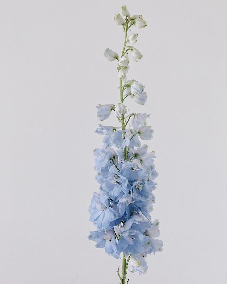 blue flowers are in a vase on a table