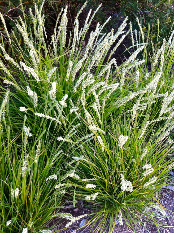 some very pretty white flowers in the grass