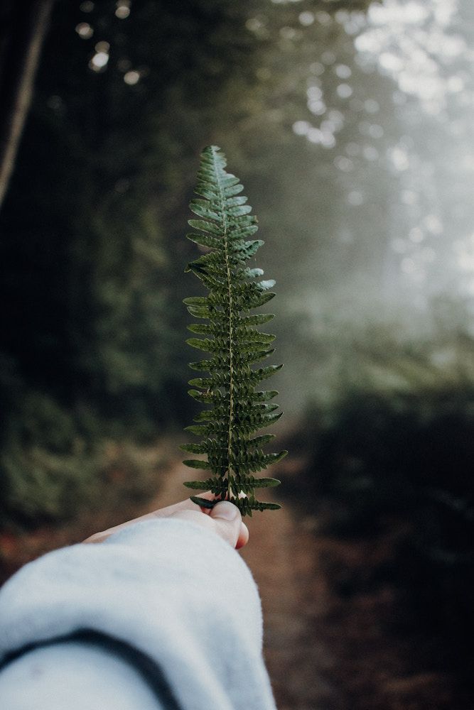 a person holding a small green plant in their hand on a path through the woods