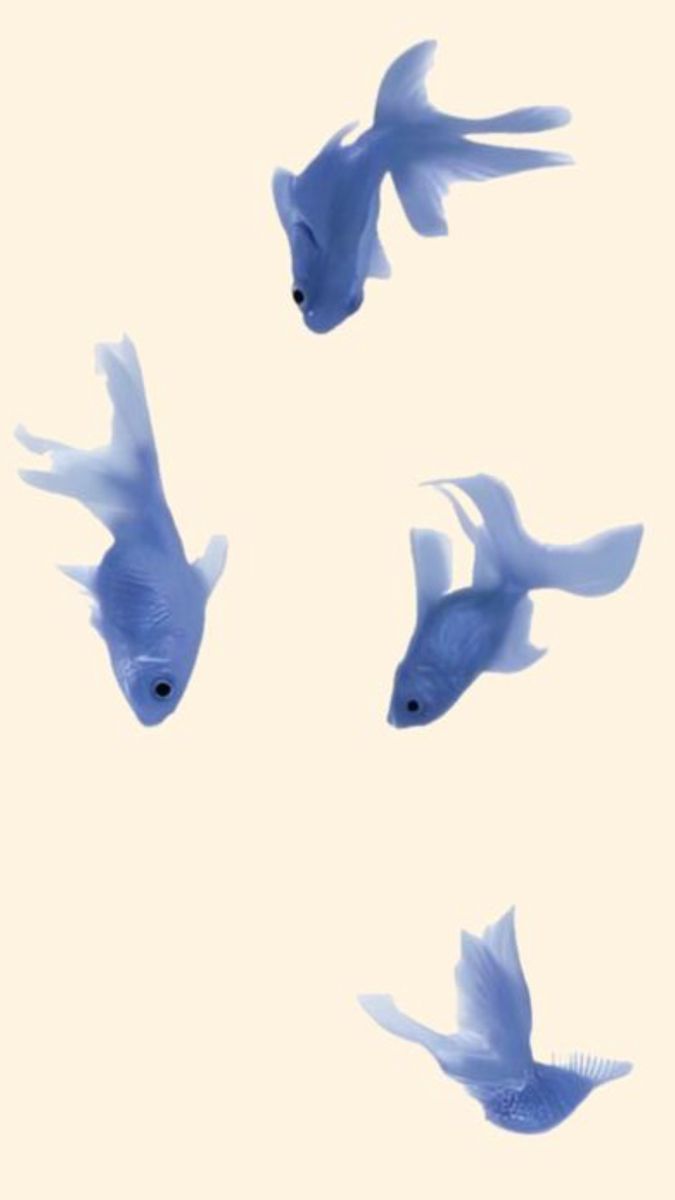 four fish are flying in the sky together