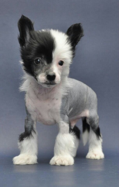 a small black and white dog on a gray background