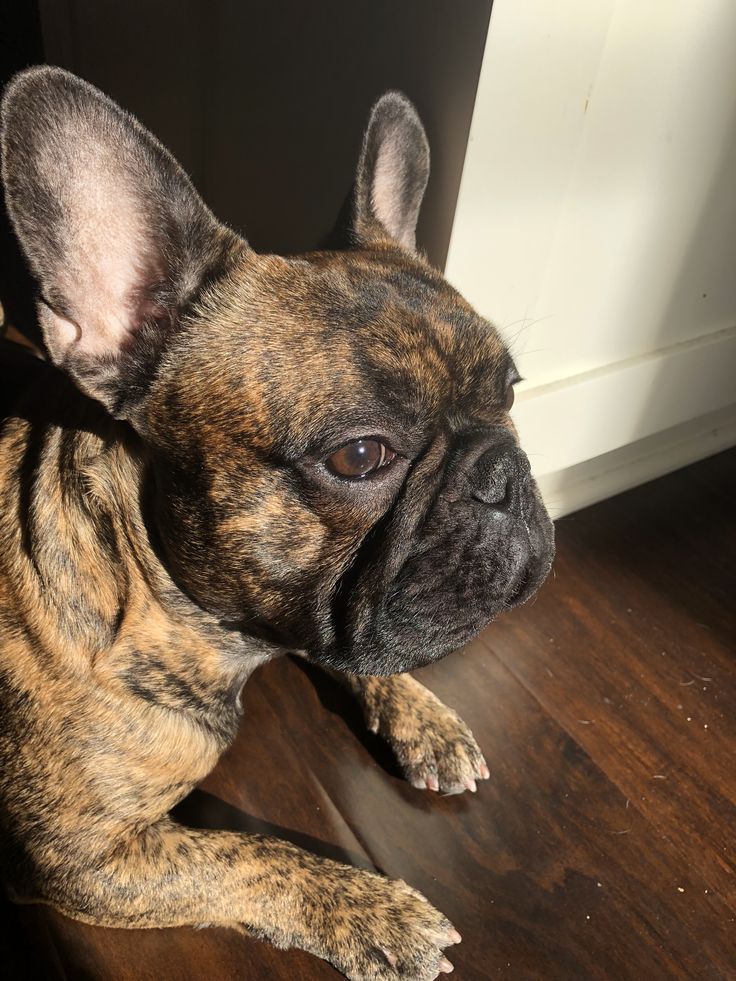 a brown and black dog laying on top of a wooden floor next to a window