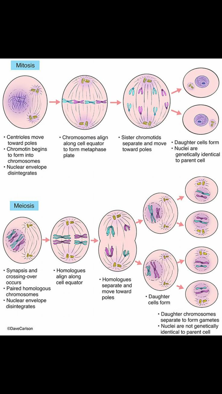 Biology Cell Organelles Notes, Meiosis Drawing, Mitosis And Meiosis Notes Aesthetic, Mitosis And Meiosis Drawing, Biomolecules Notes Biology, Mitosis Diagram, Biology Mitosis Meiosis Notes, Cell Cycle And Mitosis, Mitosis And Meiosis