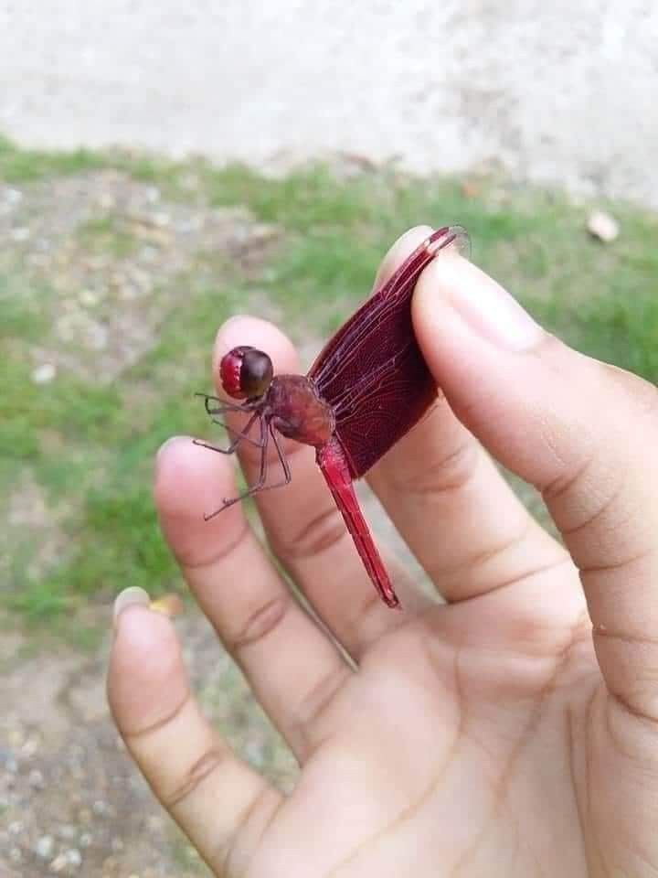 a small red insect sitting on top of a persons hand