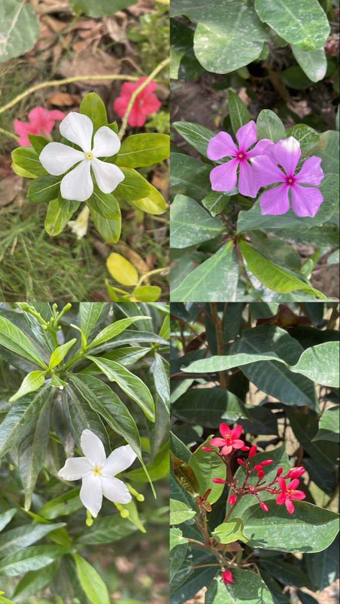 four different types of flowers with green leaves and red ones in the middle one is pink, purple, and white