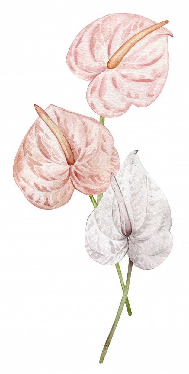 three pink and white flowers are shown in this watercolor drawing by artist mary anns