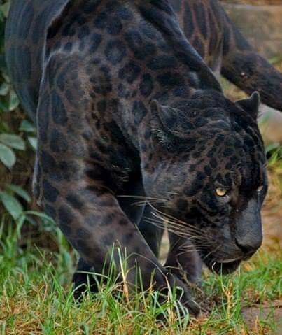 a large black leopard walking across a lush green field