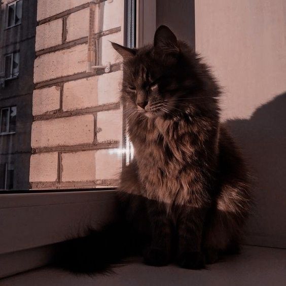 a cat sitting in front of a window