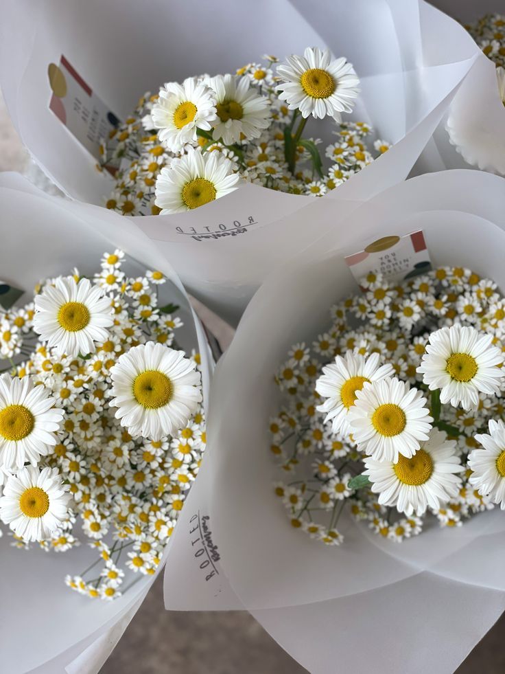 Three mixed daisy bouquets in white wrapping paper by Rooted in Rosemary Flower Studio in Oxfordshire Daisy Flowers Bouquet, Bouquet Of Daisies, Daisy Bouquets, Daisy A Bouquet Of Flowers, Mix Flower Bouquet, Daisy Flower Bouquet, Mini Daisy Bouquet, Daisies Bouquet, Rose Daisy Bouquet