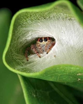 a close up of a spider in the center of a plant's flower bud