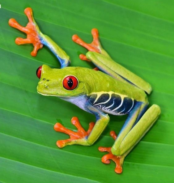 a red eyed frog sitting on top of a green leaf