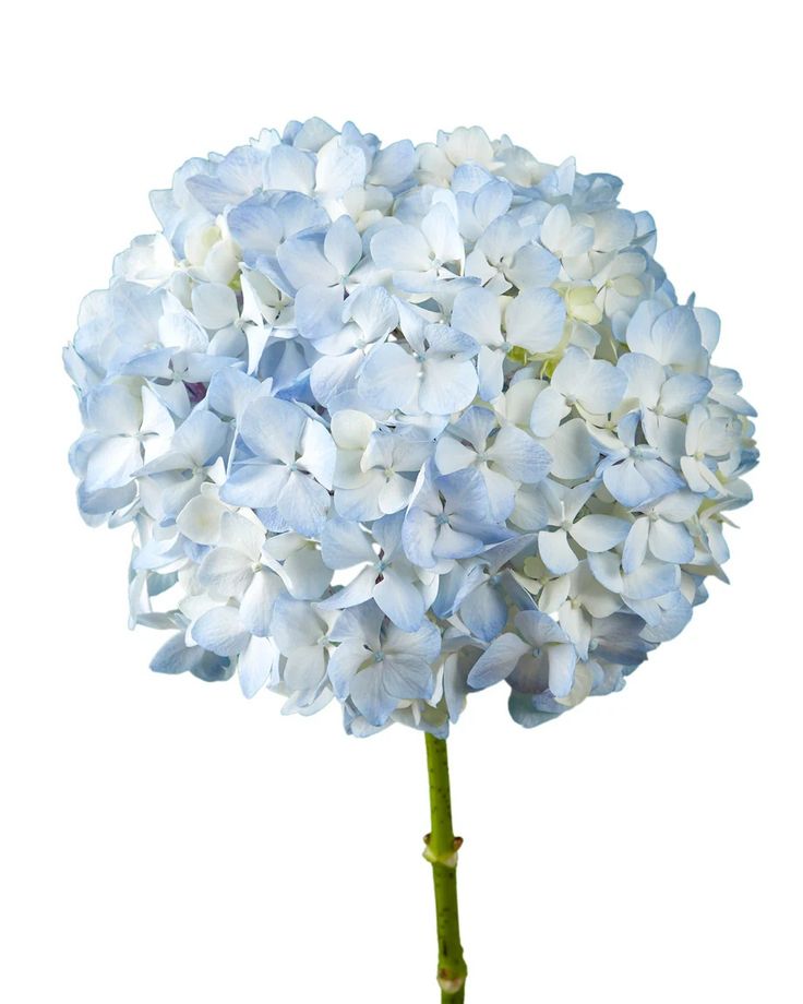 a close up of a blue flower on a white background