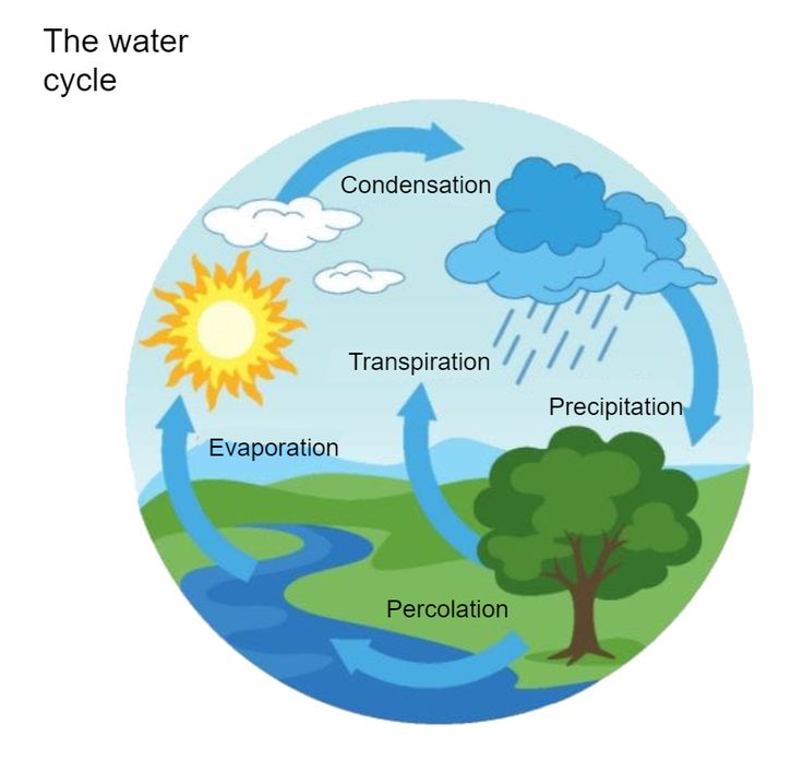 Water Cycle Diagram What Is Water Cycle, Water Cycle Process, Water Cycle Poster, Water Cycle Project, Water Cycle Diagram, Hydrological Cycle, Cycle Drawing, Nutrient Cycle, The Water Cycle