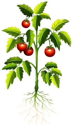 a tomato plant with green leaves and red fruits