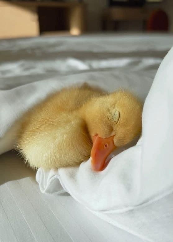 a small duckling is tucked into a white blanket