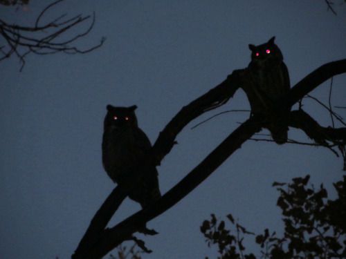 two owls sitting on top of a tree branch with the moon in the sky behind them