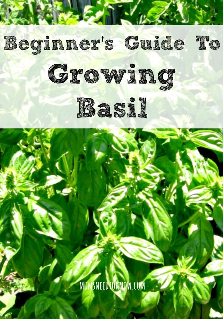 the beginner's guide to growing basil