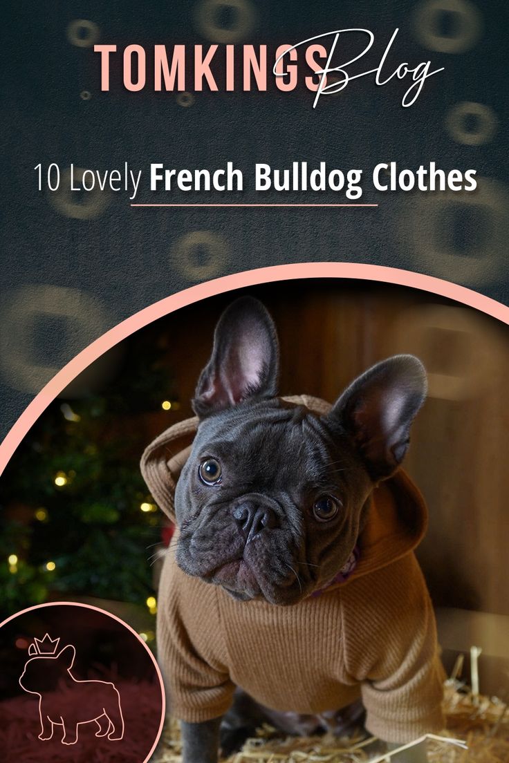 a french bulldog wearing a sweater in front of a christmas tree with the words, tomkins blog 10 lovely french bulldog clothes