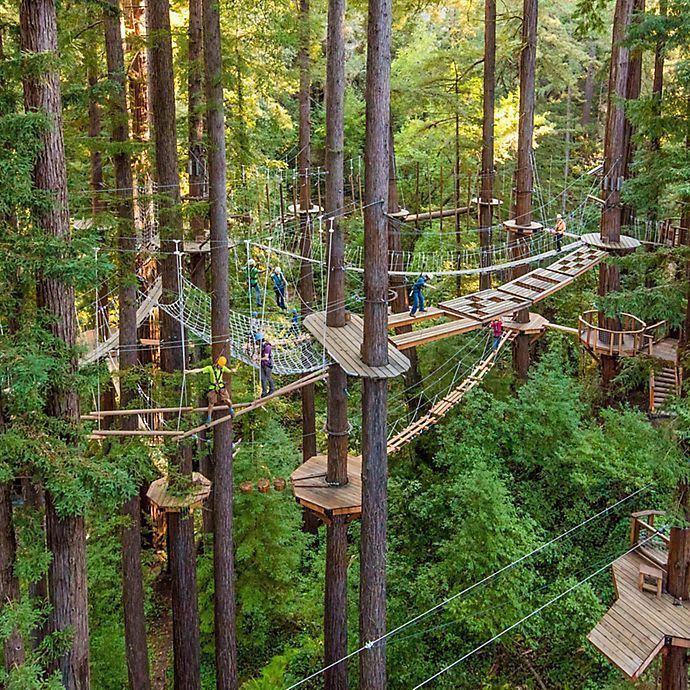 several people are walking across a rope bridge in the middle of a tree - lined forest