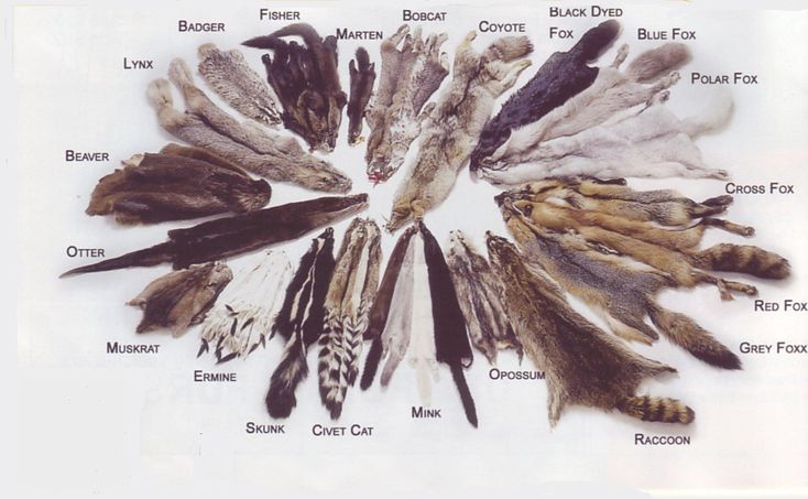 an animal's feathers arranged in a circle on a white background with the names of them