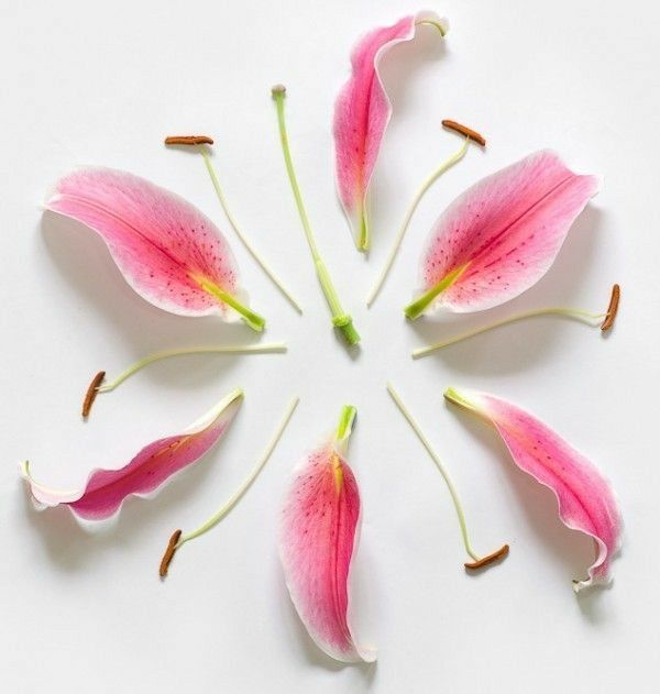 several pink flowers arranged in a circle on a white surface with the petals still attached