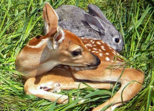 two baby deers laying in the grass next to each other