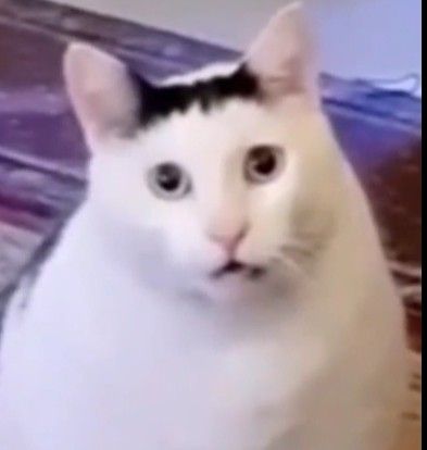 a white cat sitting on top of a wooden floor