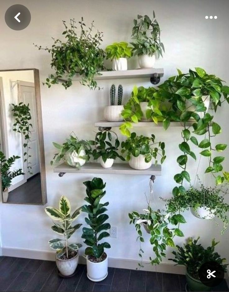 several potted plants are arranged on shelves in front of a mirror, and one is hanging from the wall