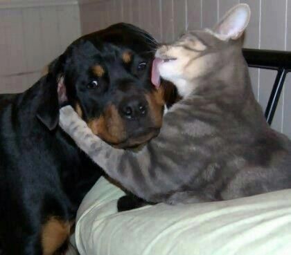 a cat is playing with a dog on the bed in front of it's head