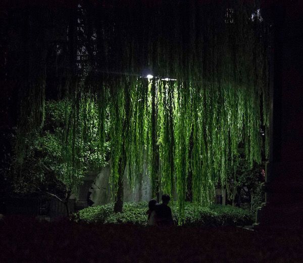 a man sitting in front of a lush green forest at night with the lights on