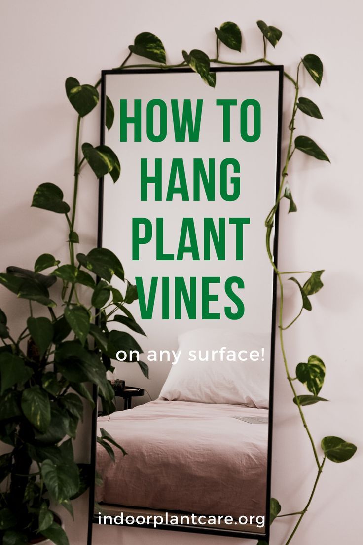 Make your home look like a work of art by using plant vines to create designs on your wall. Here's how to easily hang plant vines. Check out these hanging plant vine tips! #indoorgarden #gardening Plant Vines On Wall, Vines On Wall, Indoor Plant Care Guide, Plant Vines, Hanging Plants Indoor, Hanging Vines, Growing Plants Indoors, Indoor Plant Care, Best Indoor Plants